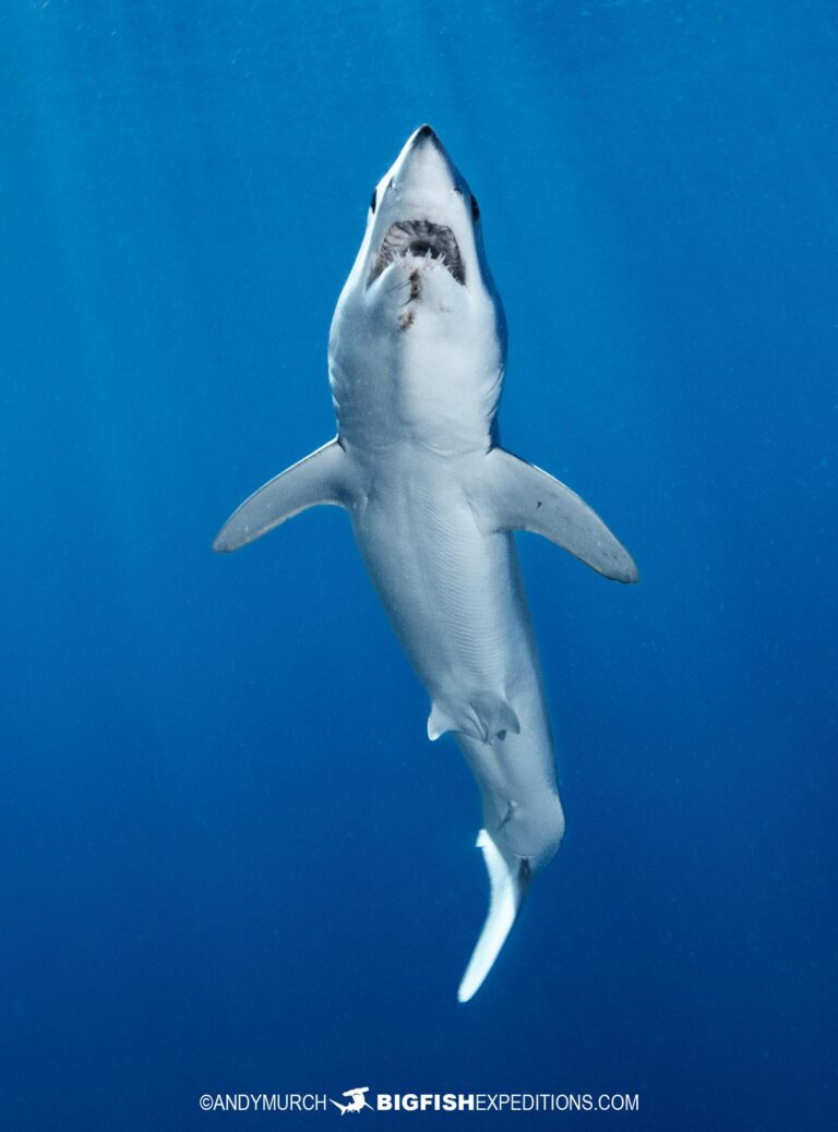 Mako And Blue Shark Snorkeling In Baja Mexico