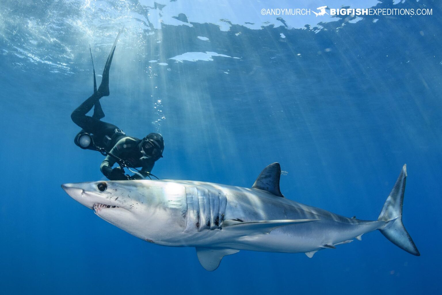 Mako And Blue Shark Snorkeling In Baja Mexico