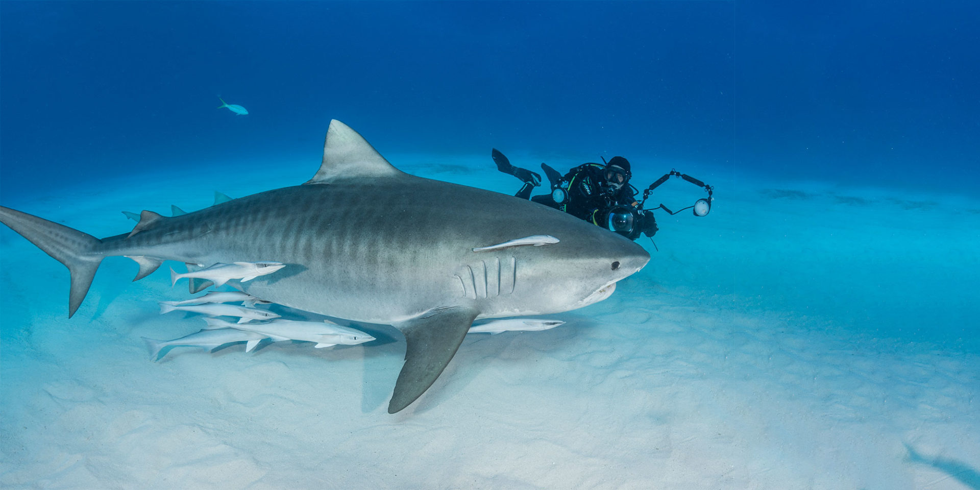 Diving with Tiger Sharks, Lemon Sharks, Caribbean Reef Sharks, Nurse Sharks  and Great Hammerheads at Tiger Beach, Bahamas.