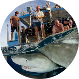 Over/under split shot of sharks in the Bahamas