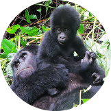 Mountain Gorillas and baby