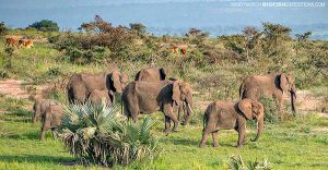 Elephants in Murchison Falls, Uganda Safari