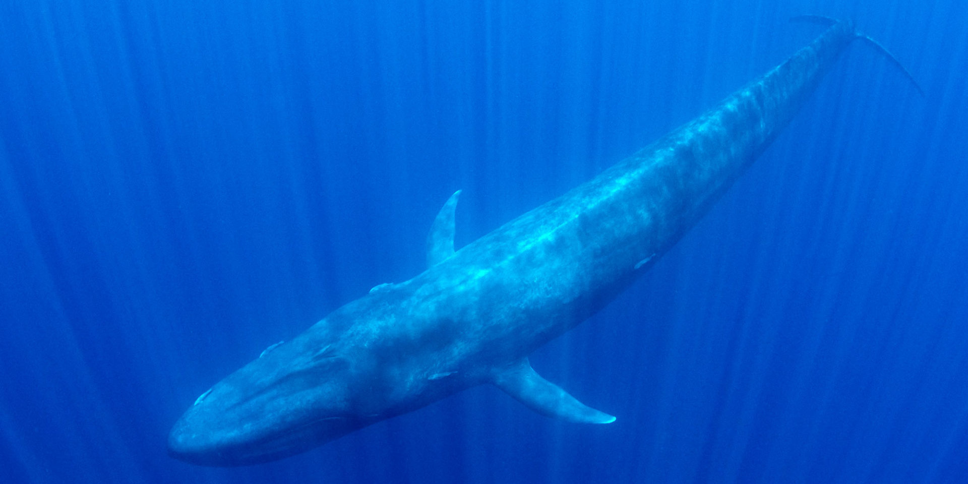blue whales underwater