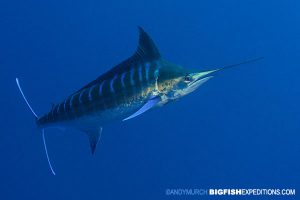 Blue Marlin Diving