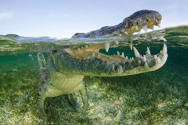 Chinchorro Crocodiles