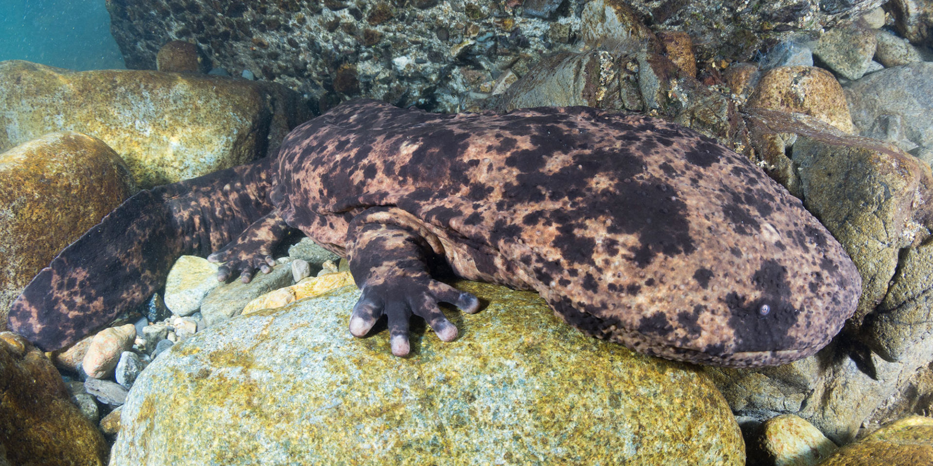 Snorkeling with Japanese Giant Salamanders in Japan | Big Fish Expeditions