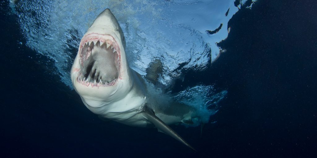 Great white shark diving at Guadalupe Island in Mexico | Big Fish ...