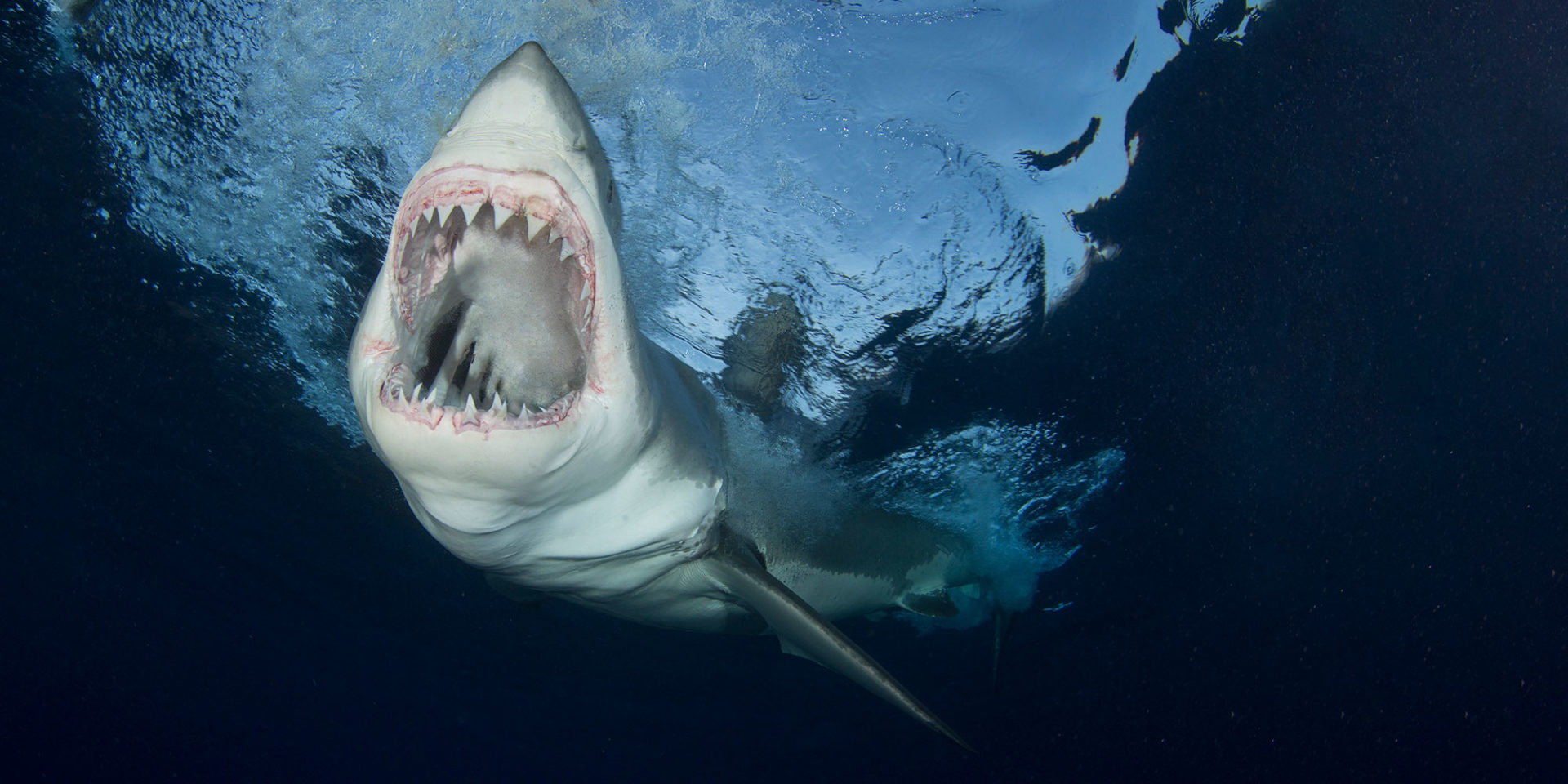 great white shark diving cancun