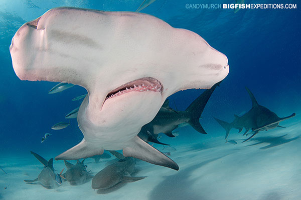 Diving with Great Hammerheads at Bimini Island in the Bahamas