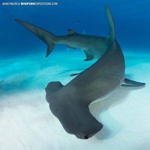 Diving with Great hammerheads in the Bahamas.