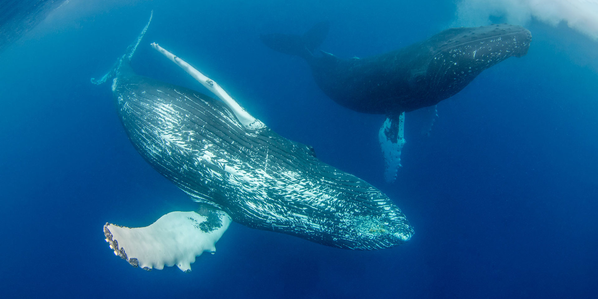 Swim With Humpback Whales At Silver Banks Dominican Republic