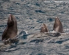 Spy hopping melonheaded whales