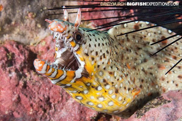 Dragon Moray Nuku Hiva