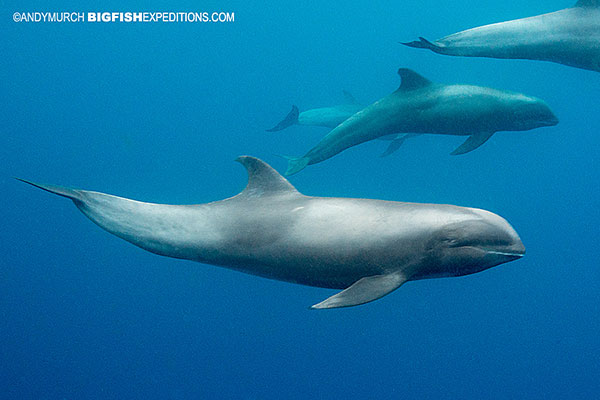 melonheaded whale in Nuku Hiva