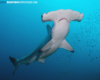 scalloped hammerhead in Nuku Hiva