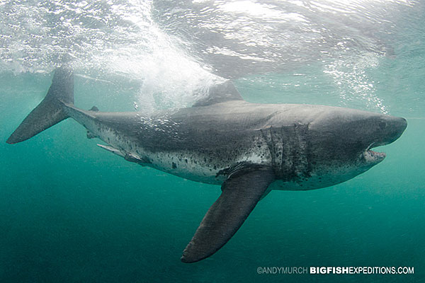 Fishing for Alaska's ultimate saltwater challenge -- sharks