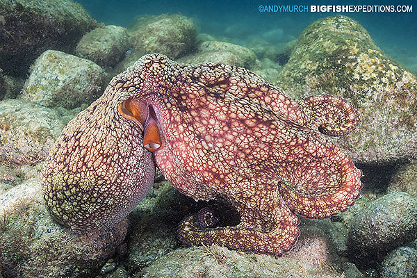 Sea_of_Cortez_Diving_octopus.jpg