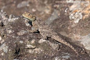 Rock agama South Africa