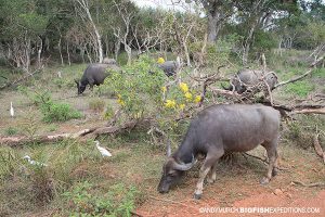 Wild Water Buffaloes Sri Lanka Safari