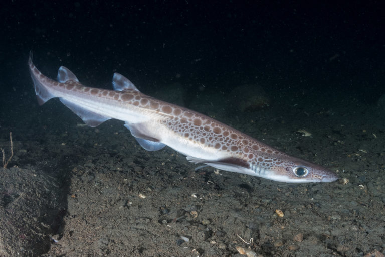 Blackmouth Catshark | Big Fish Expeditions