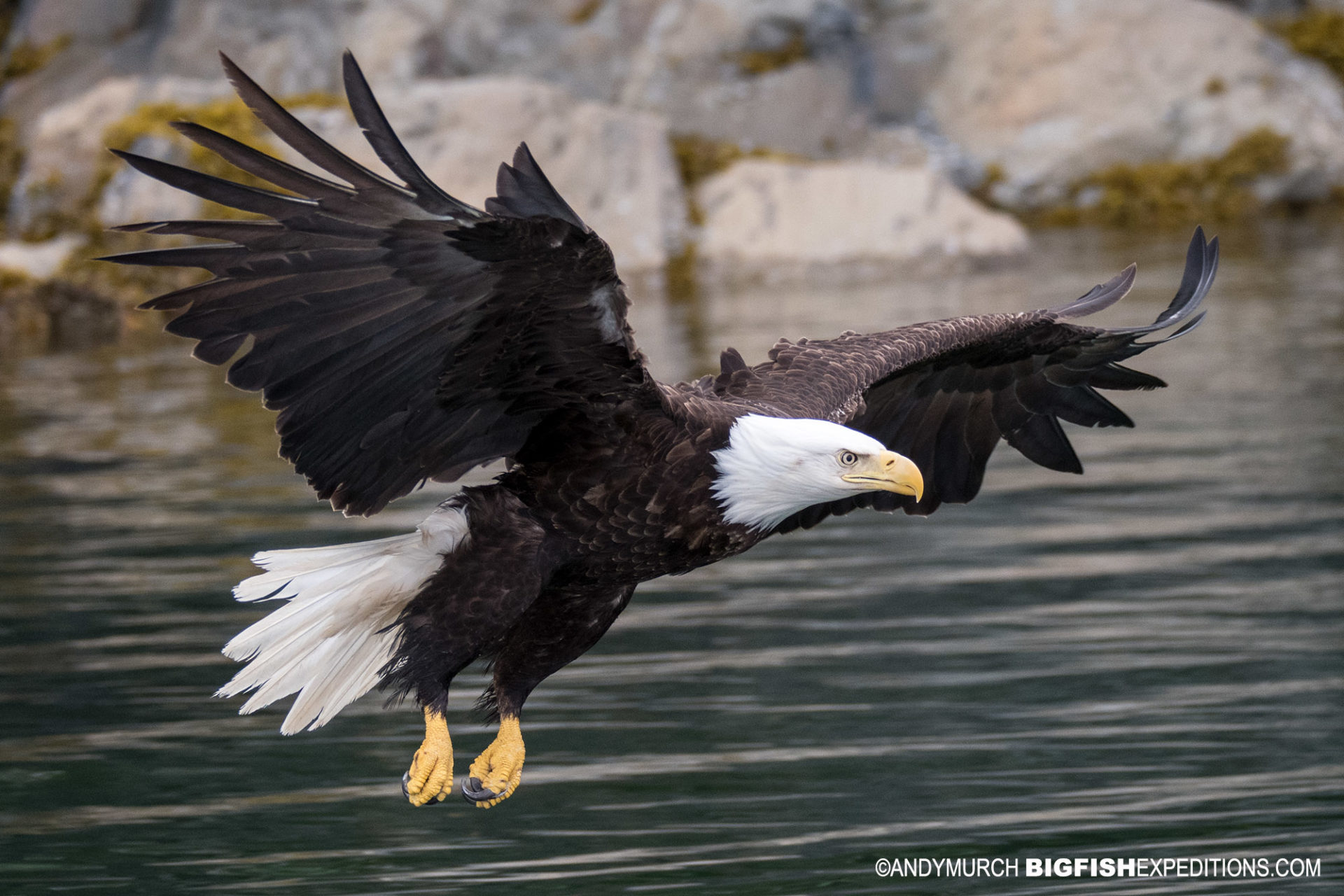 Flying Bald Eagle Flight