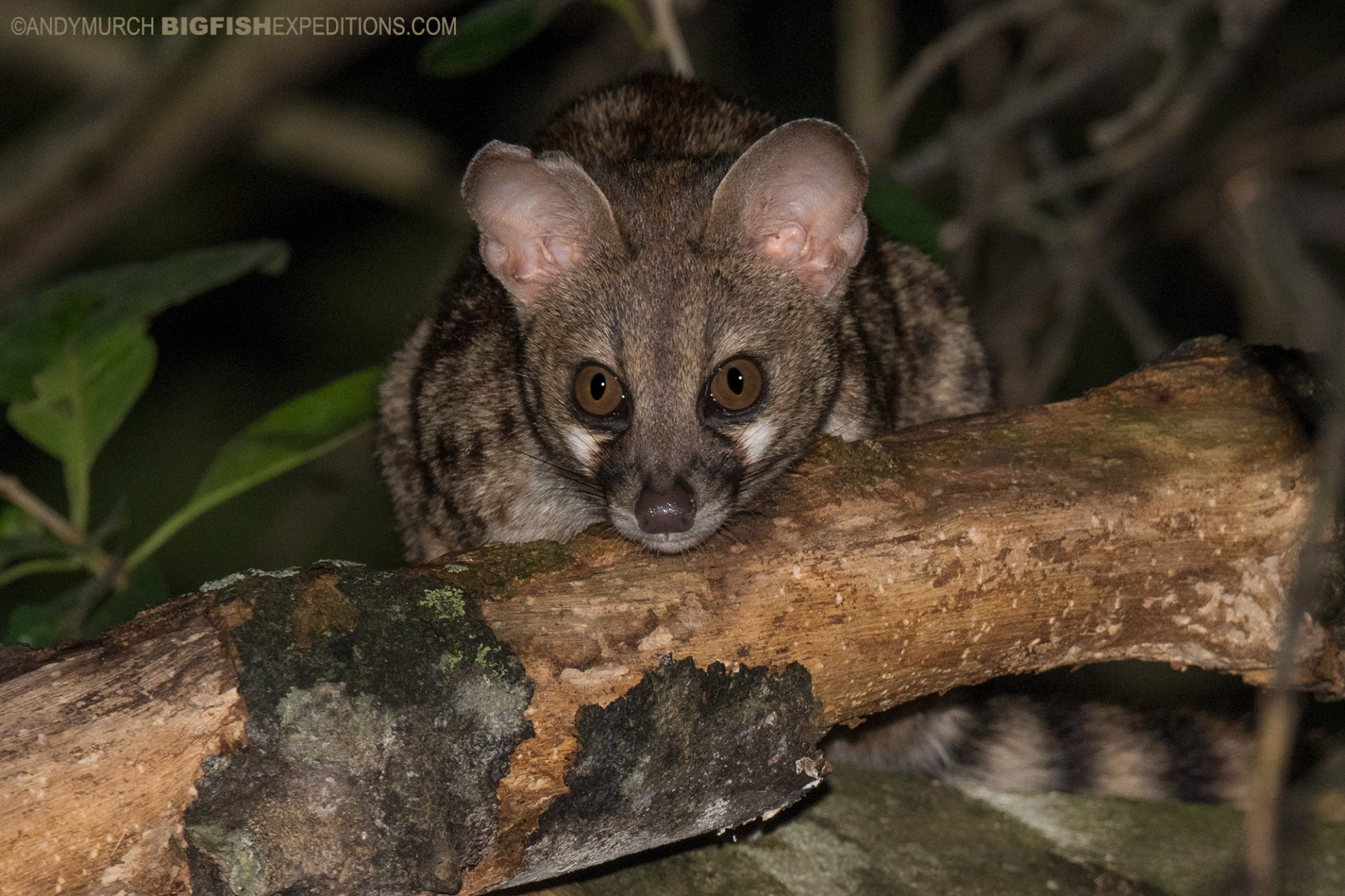 How to Photograph Nocturnal Animals