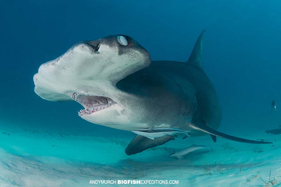 Diving with Great Hammerhead Sharks; Bahamas 2019 | Big Fish Expeditions