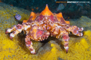 Puget Sound King Crab scuba diving and macro photography on vancouver island.