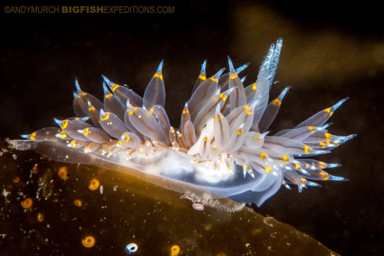 Janolus fuscus nudibranch | Big Fish Expeditions