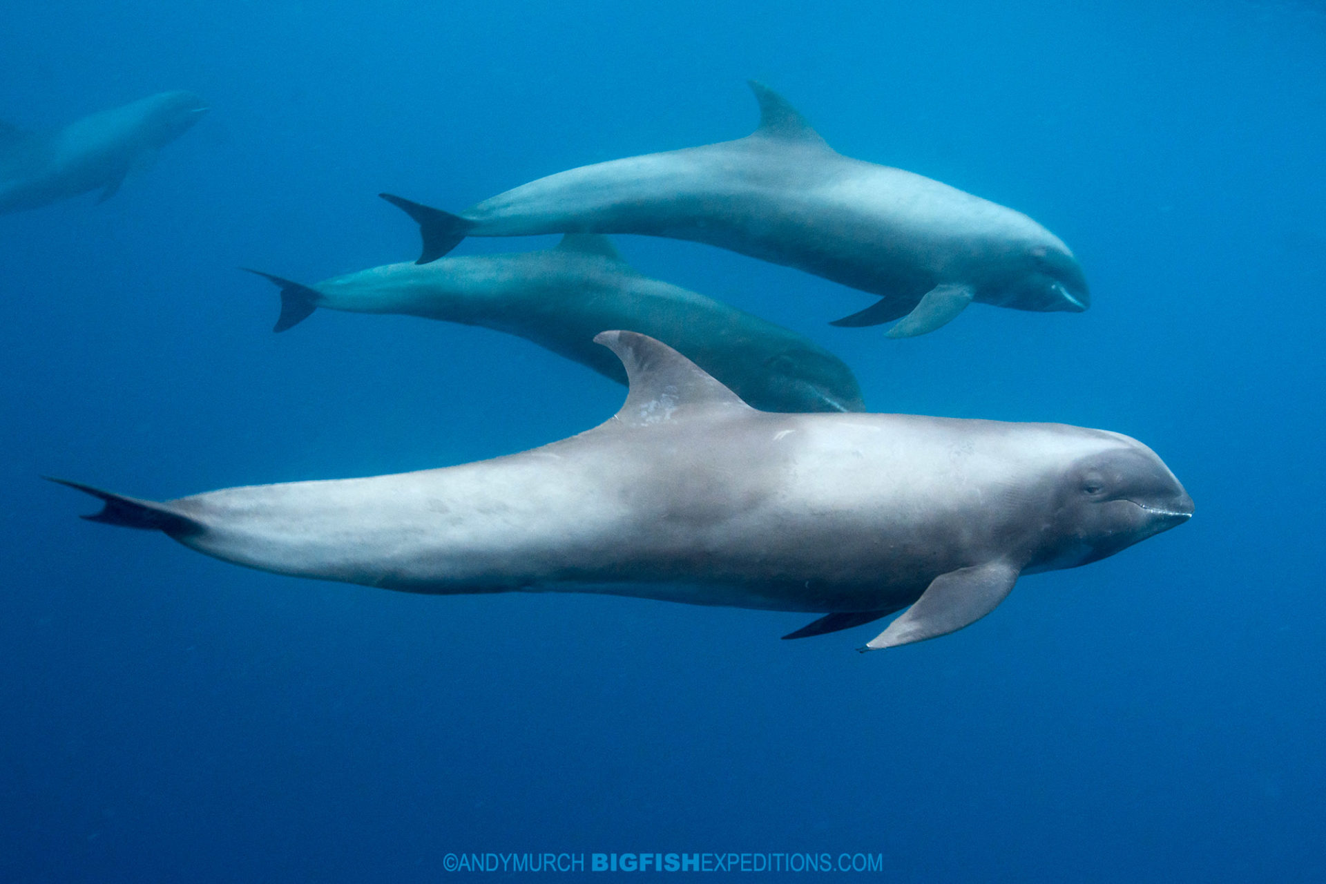 Diving with melon-headed whales in Nuku Hiva, French Polynesia.