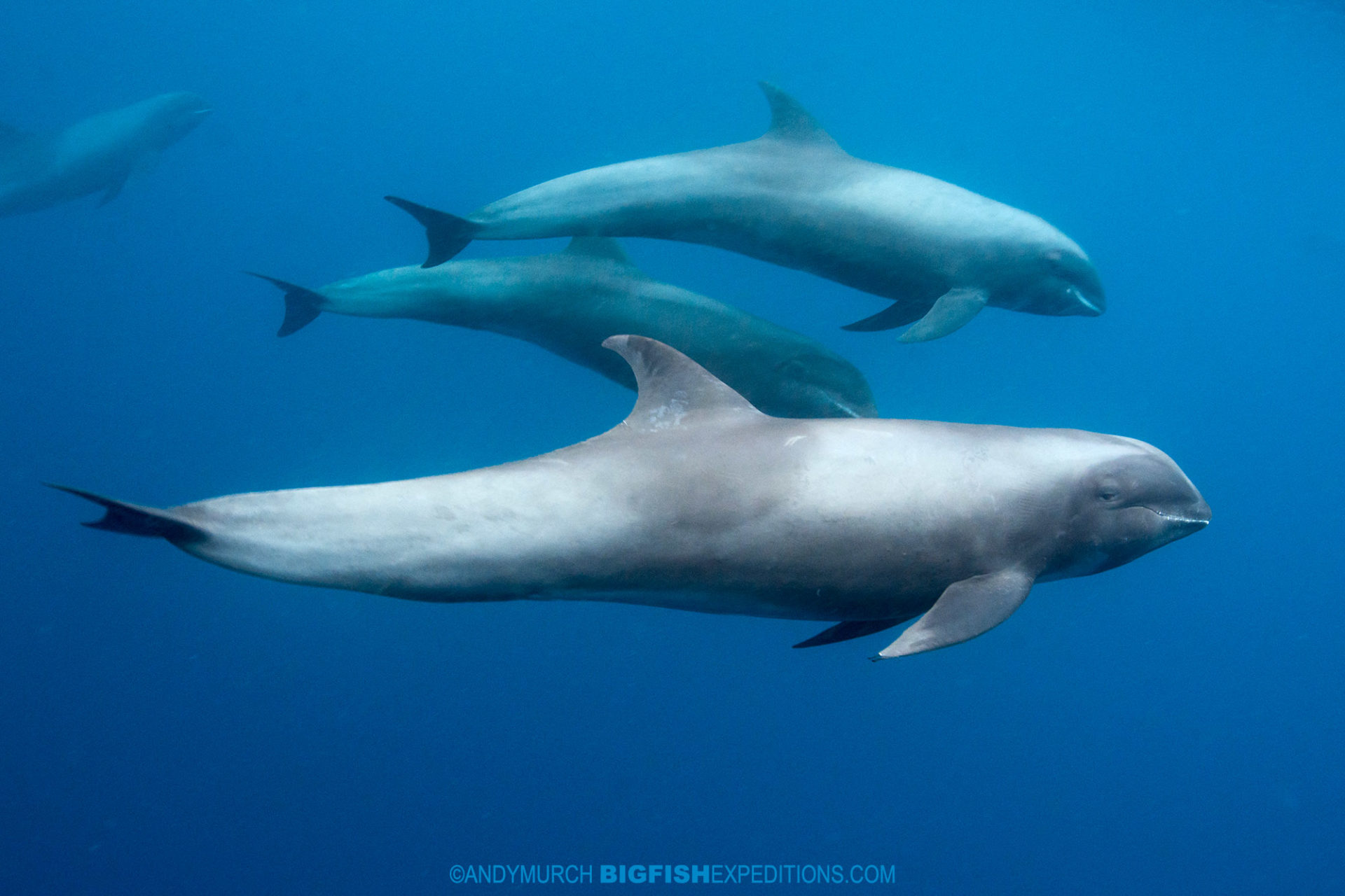 melon headed whale