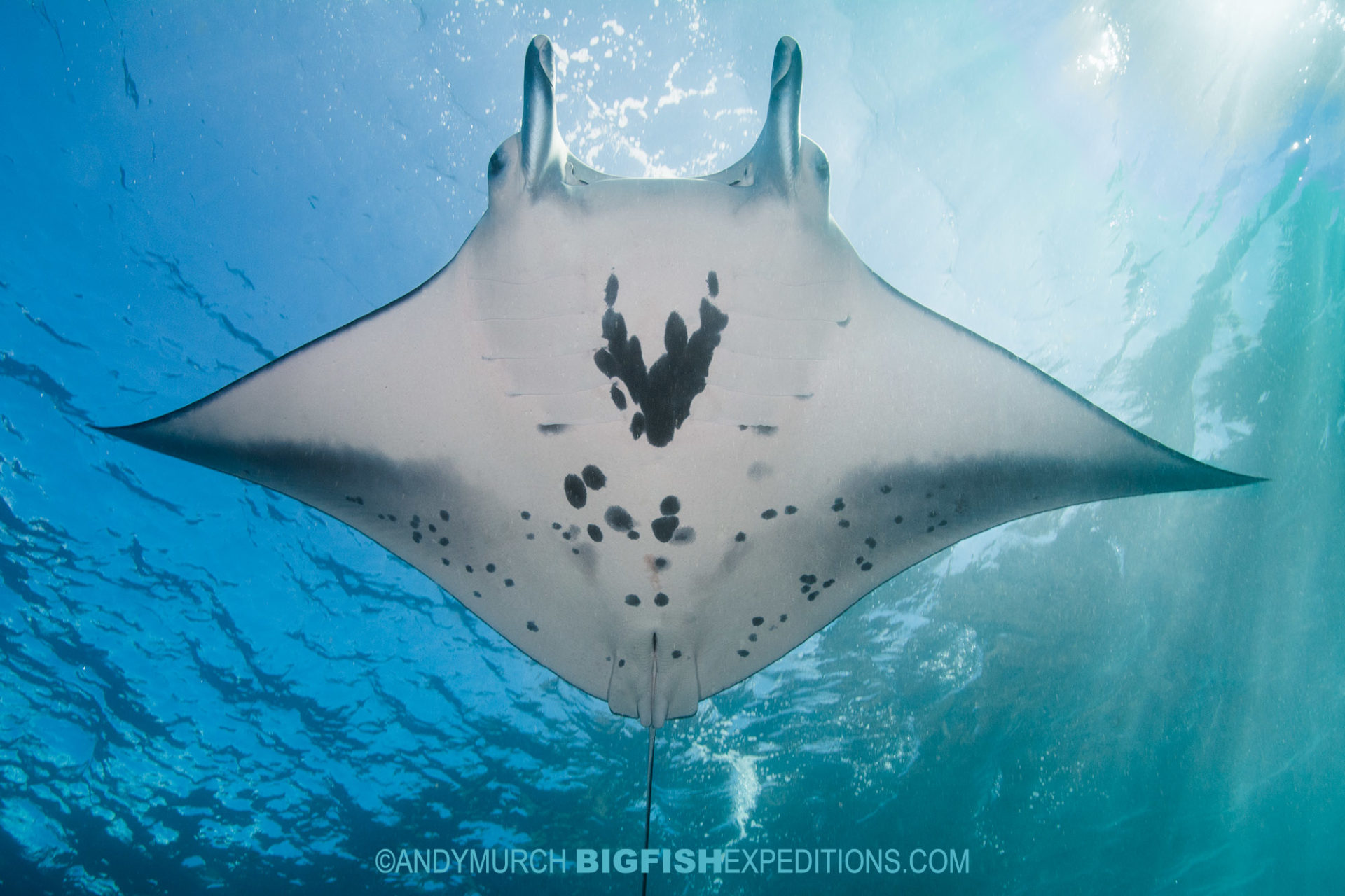 Diving with manta rays in Nuku Hiva