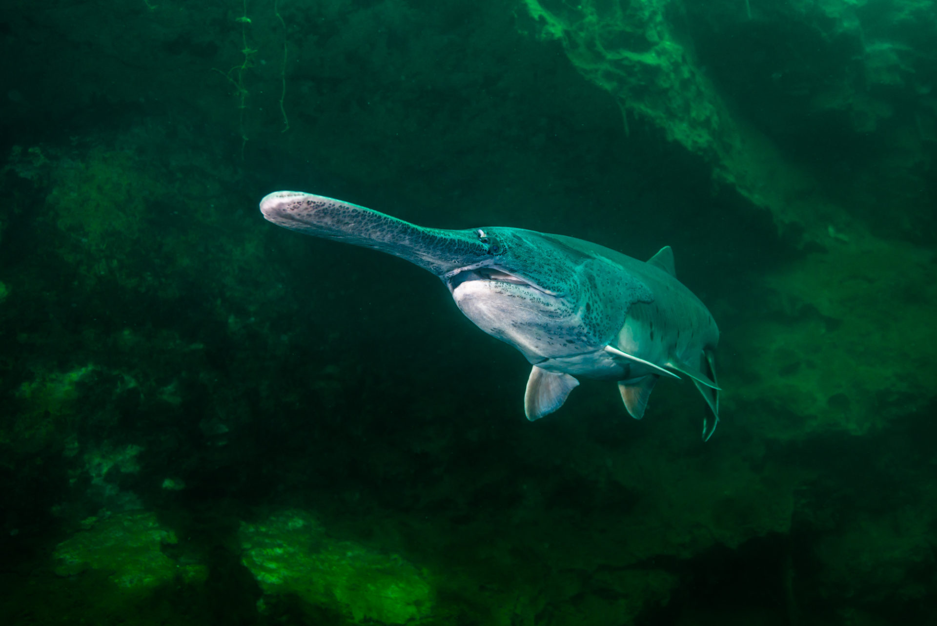 Paddlefish emerging from shore wall by Jennifer Idol