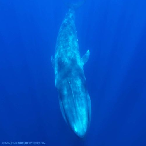 Snorkeling with blue whales | Big Fish Expeditions