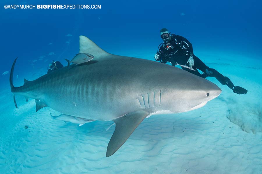 Diving with a large tiger shark at Tiger Beach.