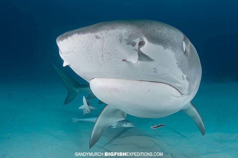 Diving with Tiger Sharks, Lemon Sharks, Caribbean Reef Sharks, Nurse ...