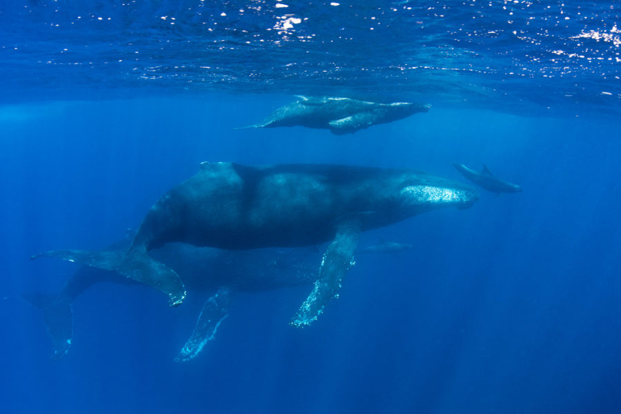 Scuba diving with Humpback Whales. | Big Fish Expeditions