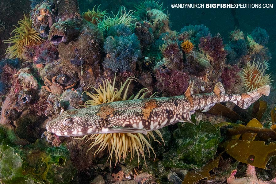 Diving with puffadder shy sharks on the South African Shark Safari 2019.