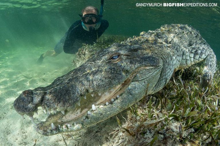 Diving the Crocodiles of Chinchorro Atoll 2019 Trip Report | Big Fish ...