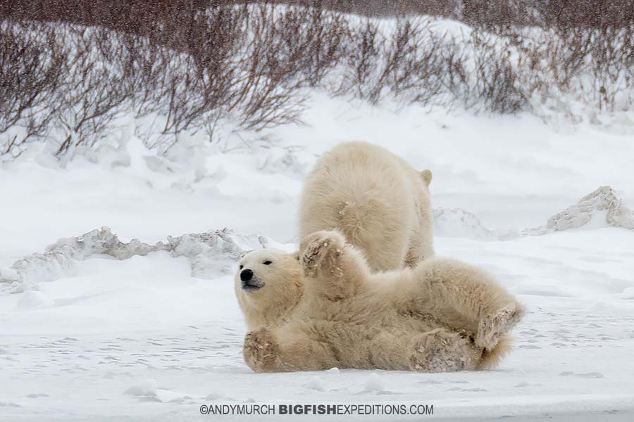 happy polar bear in snow