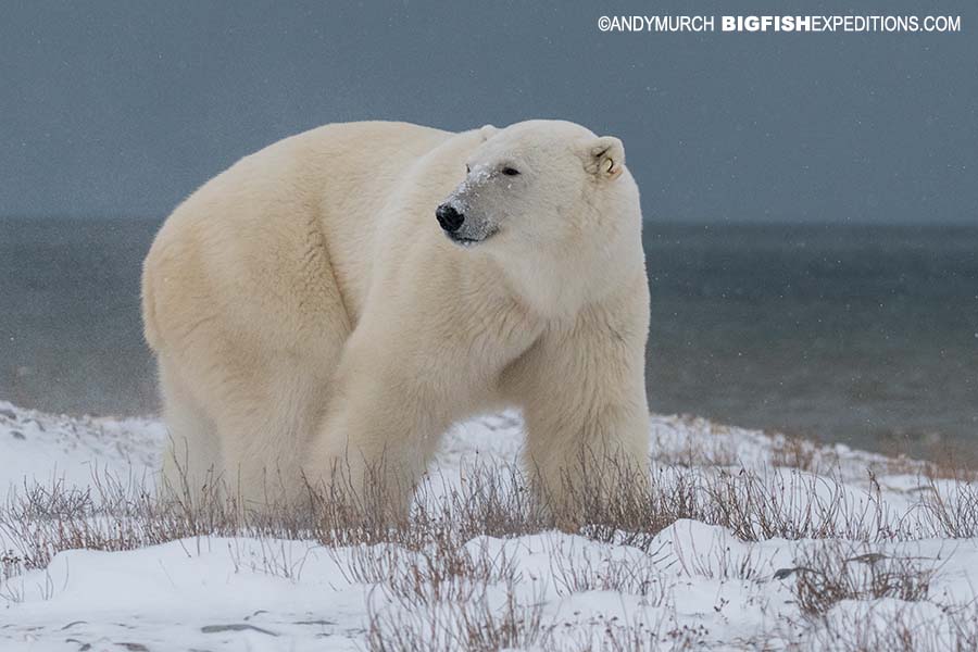 Arctic Fox Fun Facts - Churchill Wild Polar Bear Tours