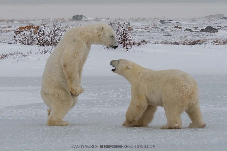 Sparring polar bears on the Canadian tundra in Churchill.