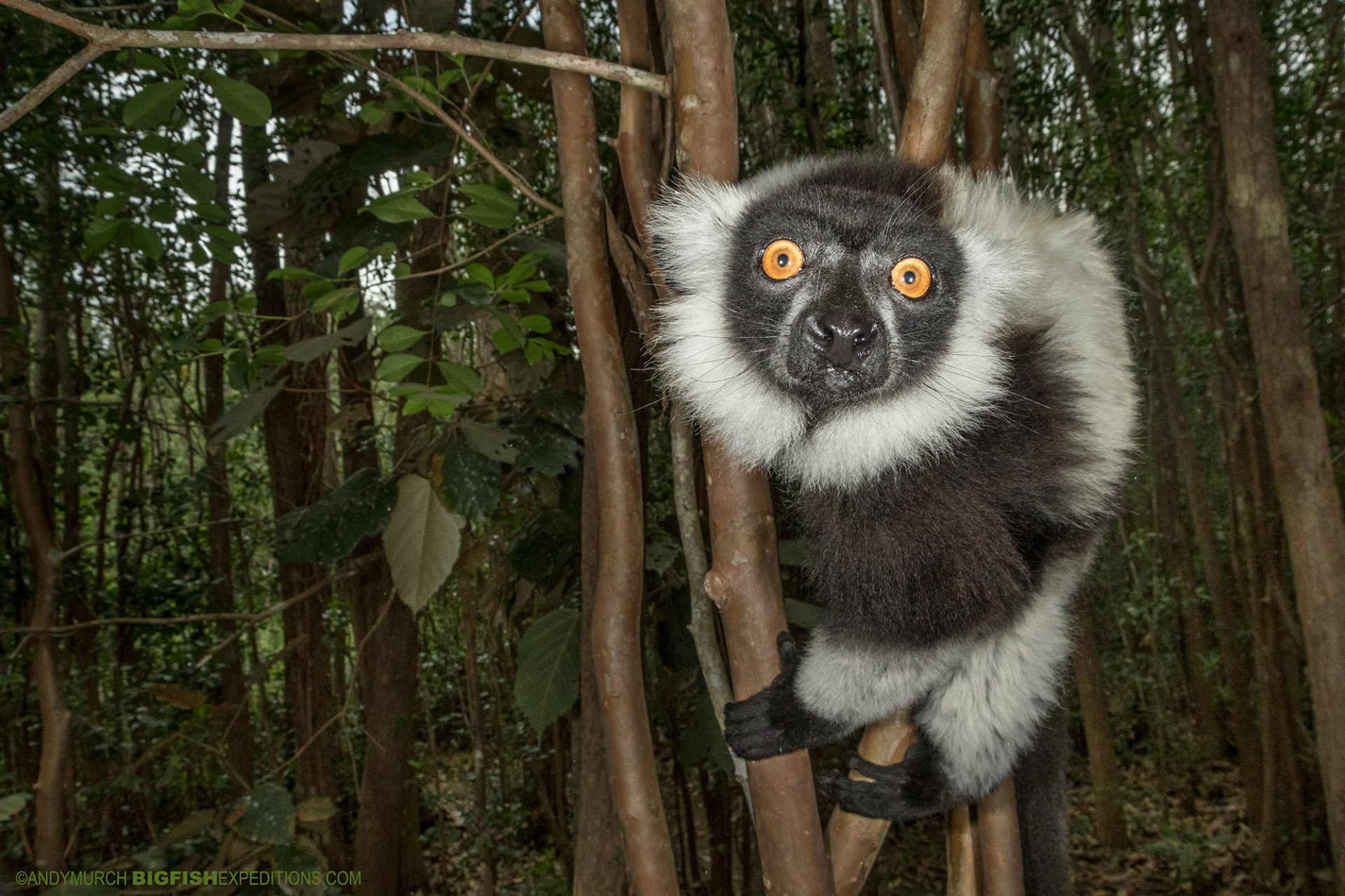Madagascar Lemur / Wildlife Photography Expedition. | Big Fish Expeditions
