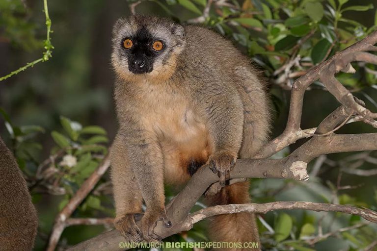 Madagascar Wildlife Expedition 2019 | Big Fish Expeditions