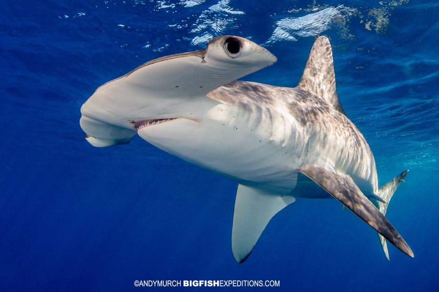 Snorkeling with Smooth Hammerhead Sharks in Mexico. | Big Fish Expeditions