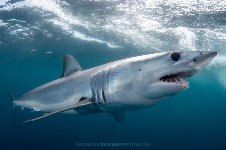 Snorkeling with mako sharks 2019 | Big Fish Expeditions