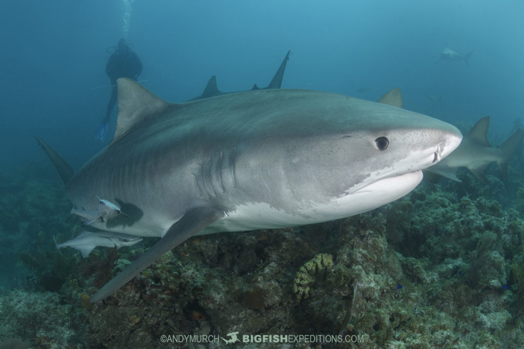 Tiger Beach Shark Diving 2021 | Big Fish Expeditions