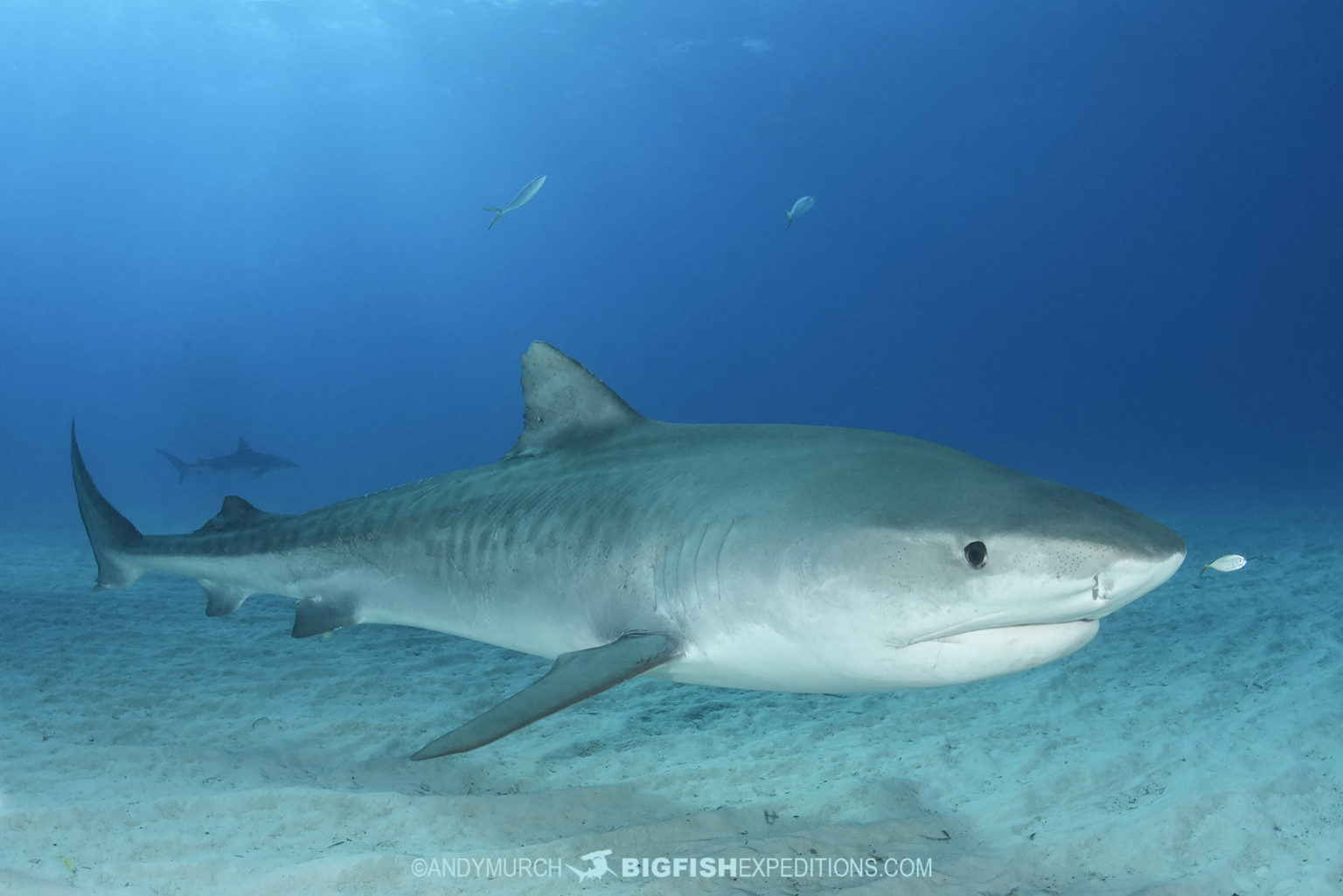 Tiger Beach Shark Diving 2021 | Big Fish Expeditions