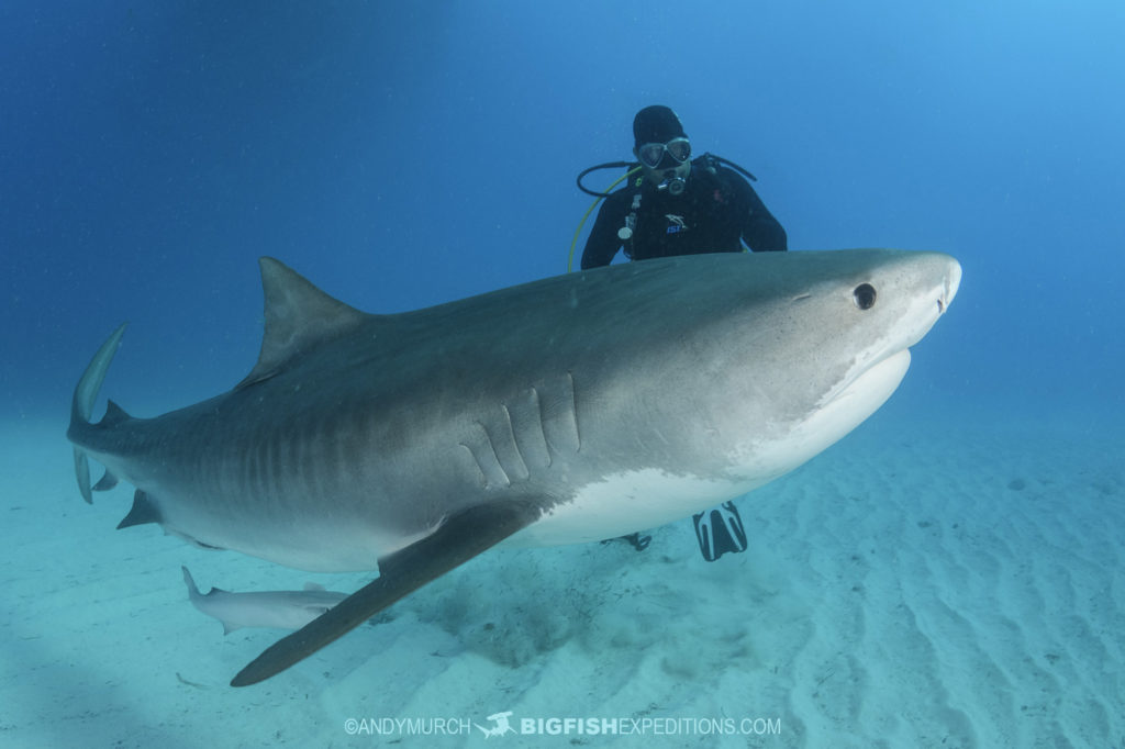 Diving with Tiger Sharks, Lemon Sharks, Caribbean Reef Sharks, Nurse ...