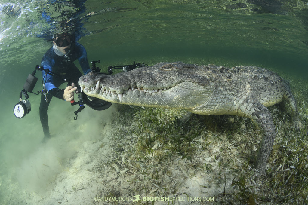 Snorkeling with Crocodiles in Mexico. | Big Fish Expeditions